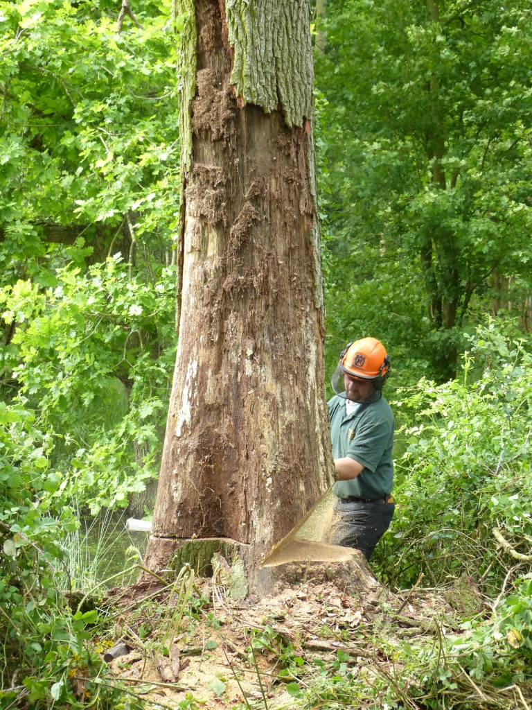 Tree Felling